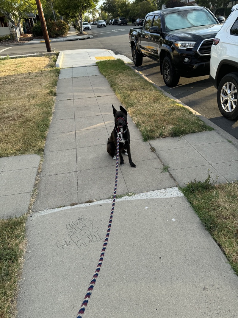 A picture of a black dog named Bowie sitting, taken on June 23 2024 at 6:40 am